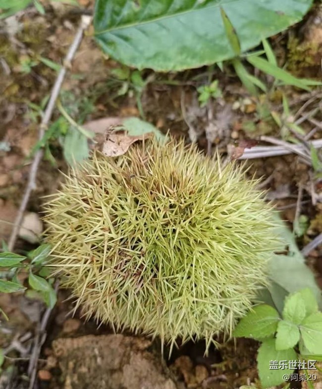 【金色秋天】捡板栗