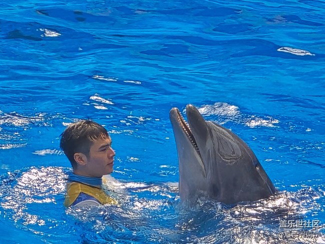 【海洋公园的动物】-海豚表演