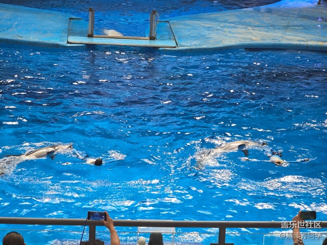 【海洋公园的动物】-海豚表演