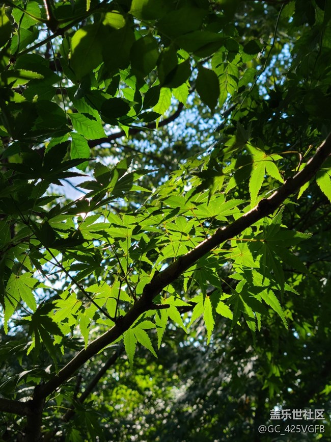 【中秋限定】中秋景色