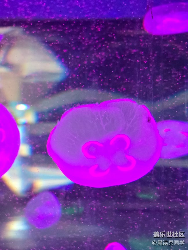 【海洋公园的动物】-水母