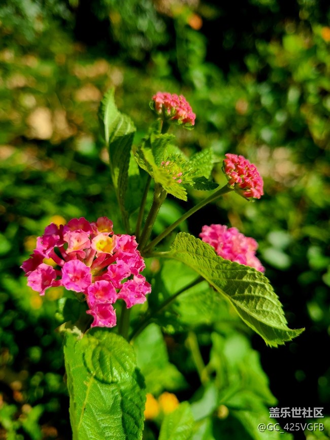 #远近皆宜——秋天的景色