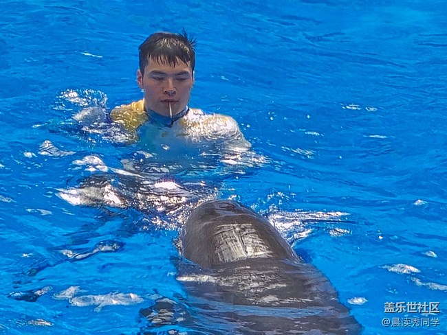 【海洋公园的动物】-海豚表演