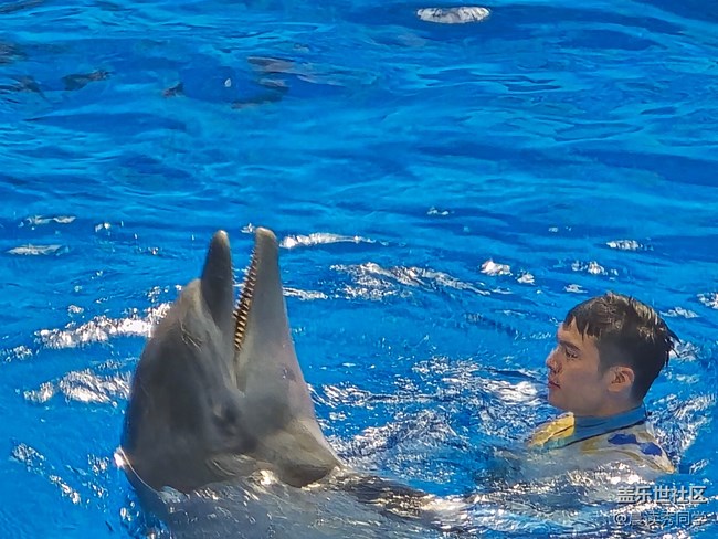 【海洋公园的动物】-海豚表演