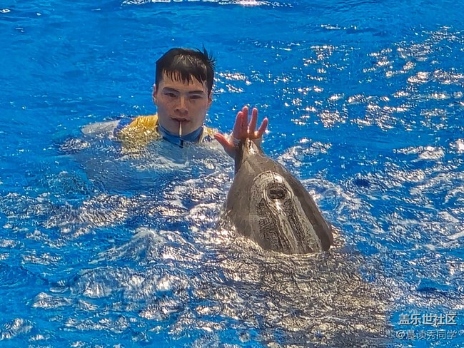 【海洋公园的动物】-海豚表演