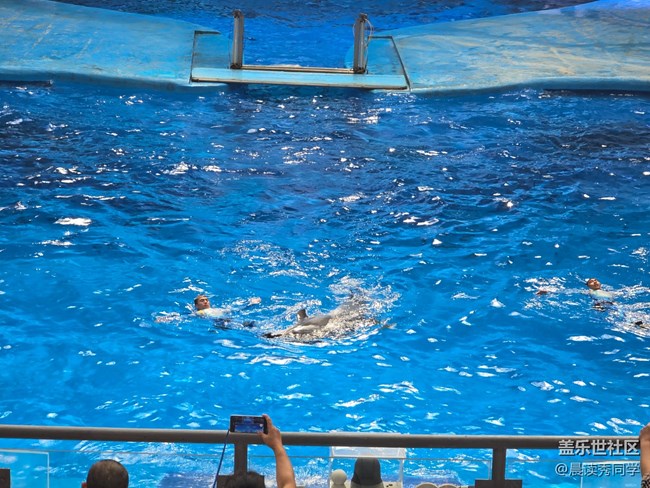 【海洋公园的动物】-海豚表演