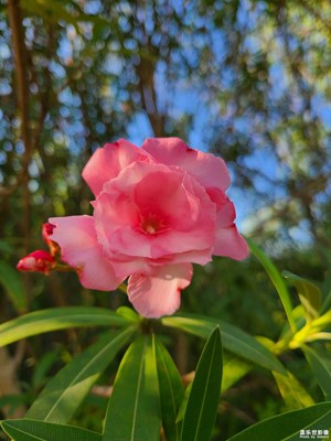 【美好遇见】+遇见花开