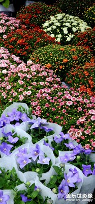【金九银十迎双节】花间醉