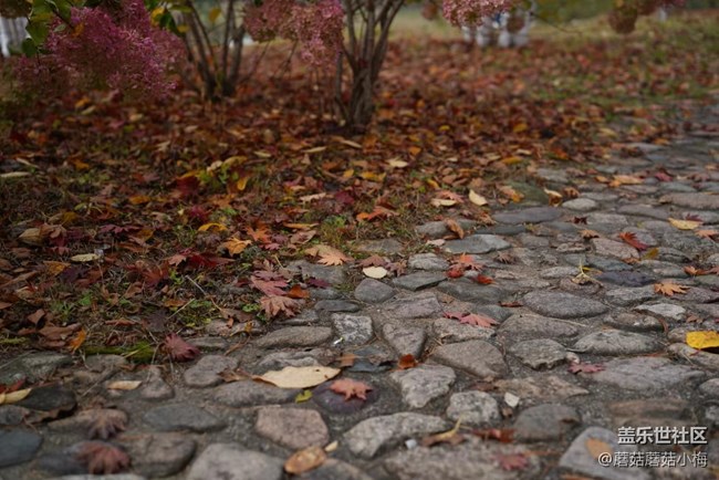 【酷爽金秋】开始拼凑秋天的颜色