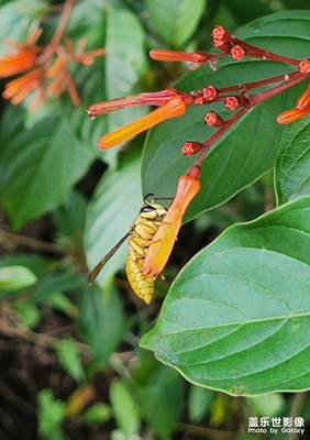 蜂忙
