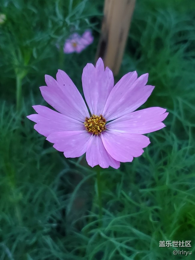 【Galaxy影像】第一期+花开遍野