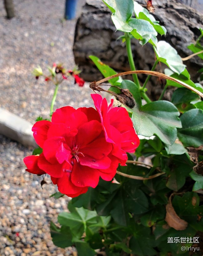 【Galaxy影像】第一期+花开遍野