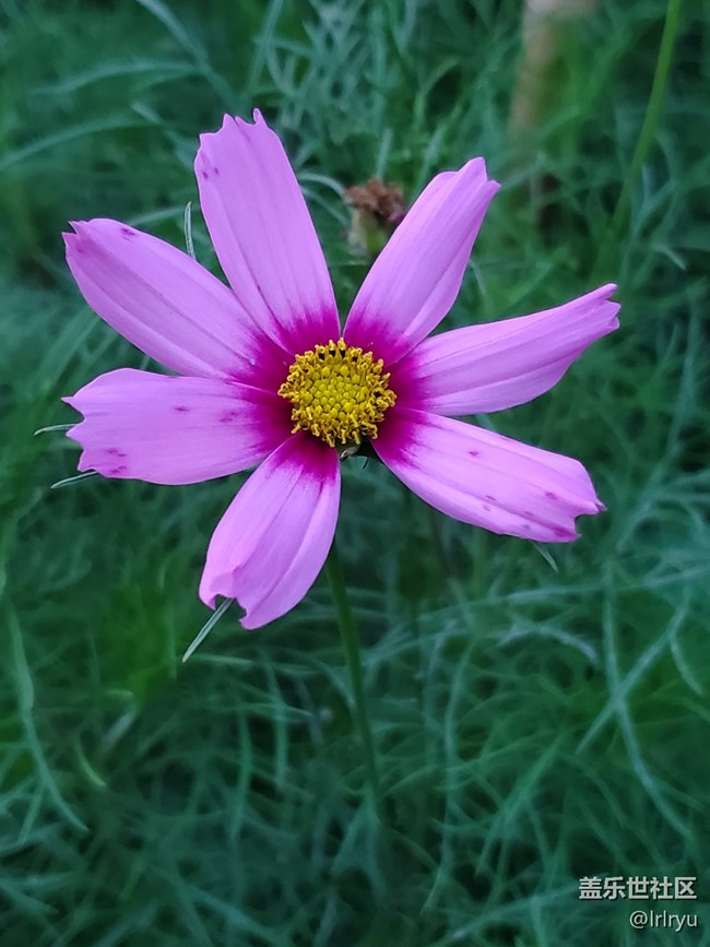 【Galaxy影像】第一期+花开遍野