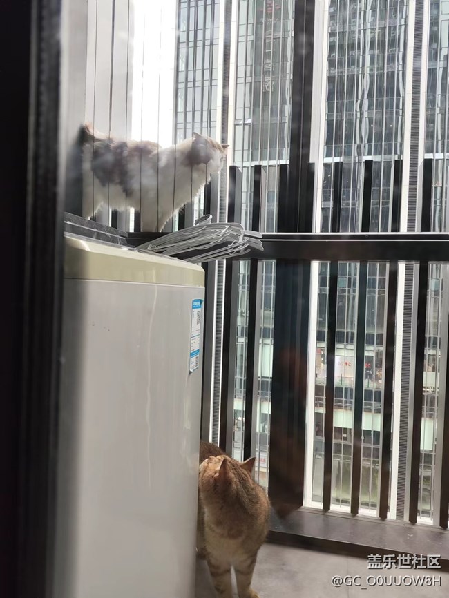 【中秋限定】偷偷撸了邻居家的猫