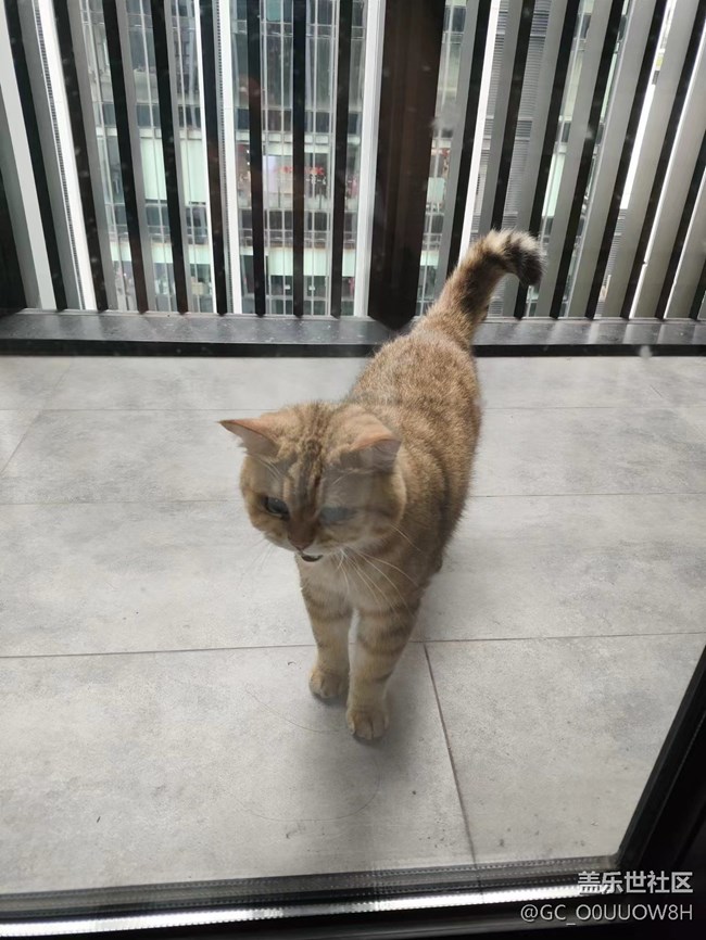 【中秋限定】偷偷撸了邻居家的猫