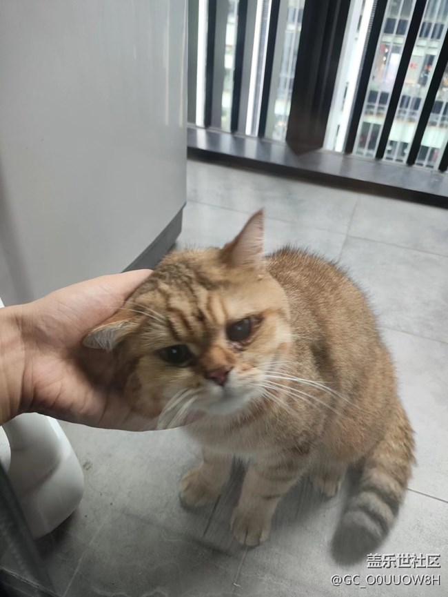 【中秋限定】偷偷撸了邻居家的猫