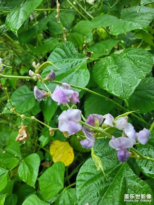 【金九银十迎双节】雨天拍花