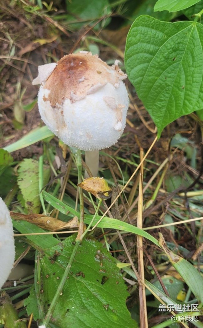 【金色秋天】小蘑菇