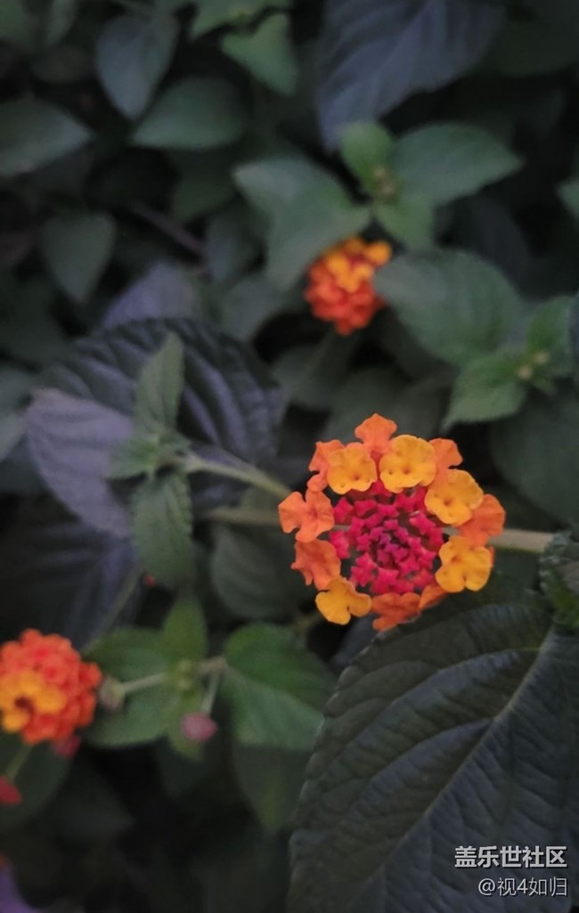 【三星超视觉夜拍】夜遇五色梅