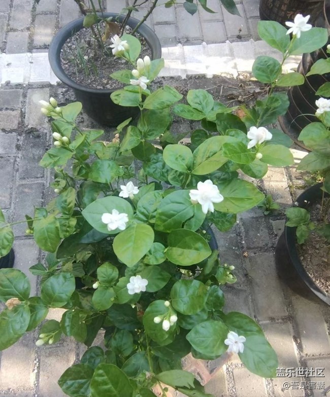 【中秋限定】小花园