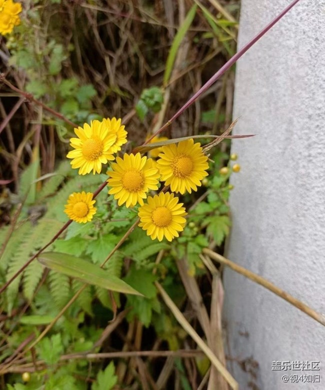 【Galaxy影像】第一期+雏菊