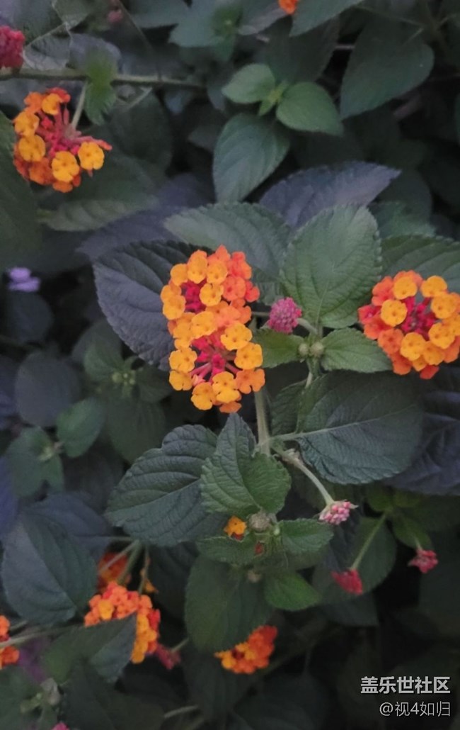 【三星超视觉夜拍】夜遇五色梅