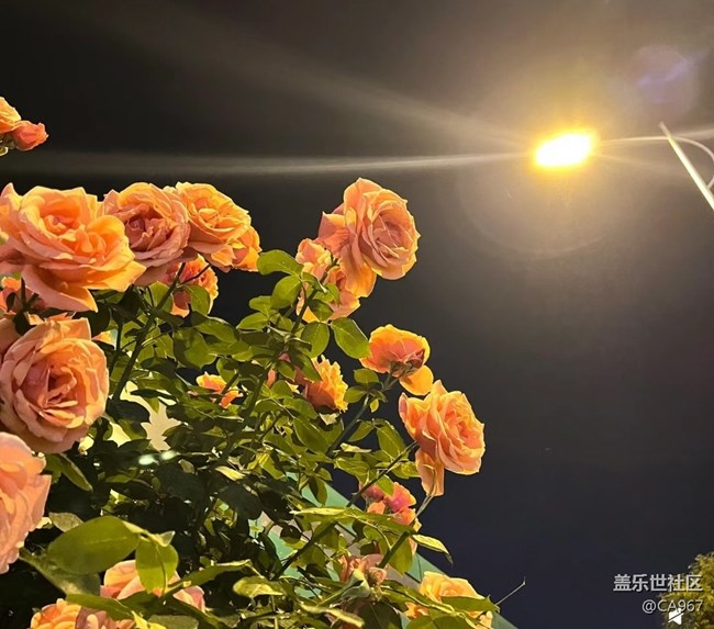 【三星超视觉夜拍】灯下玫瑰