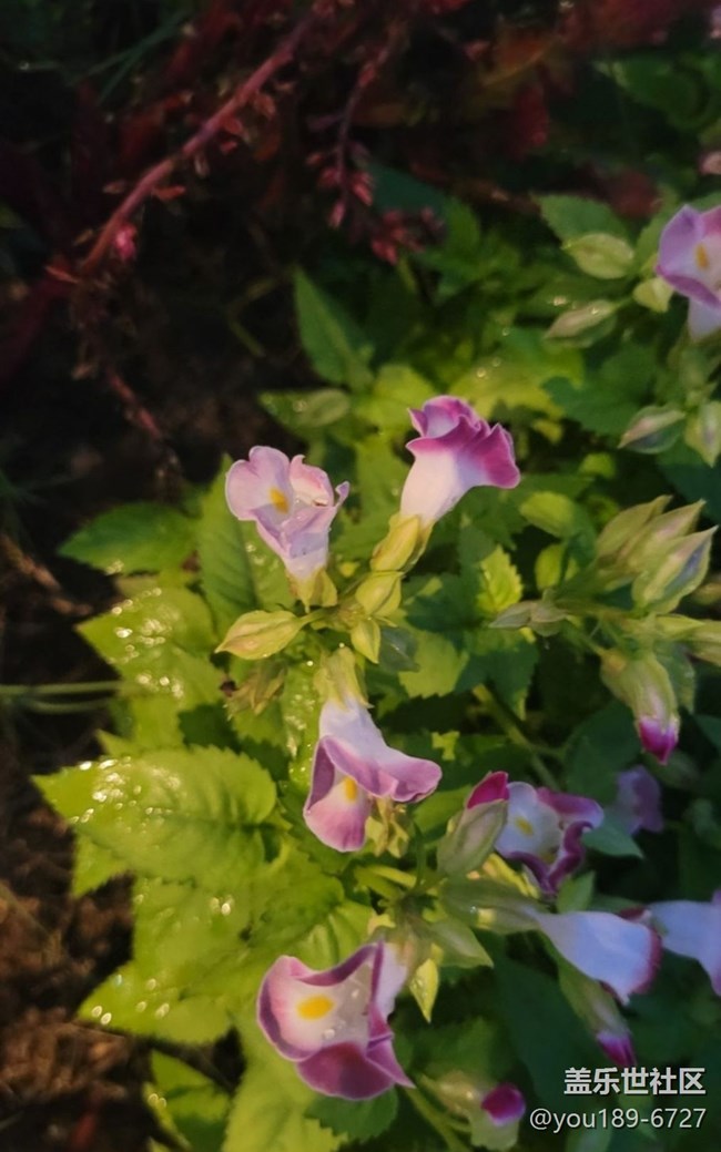 【三星超视觉夜拍】黄昏拍花
