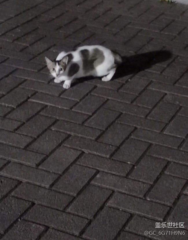 【三星超视觉夜拍】小猫