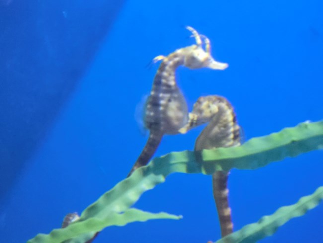 【海洋公园活动回顾帖子】1