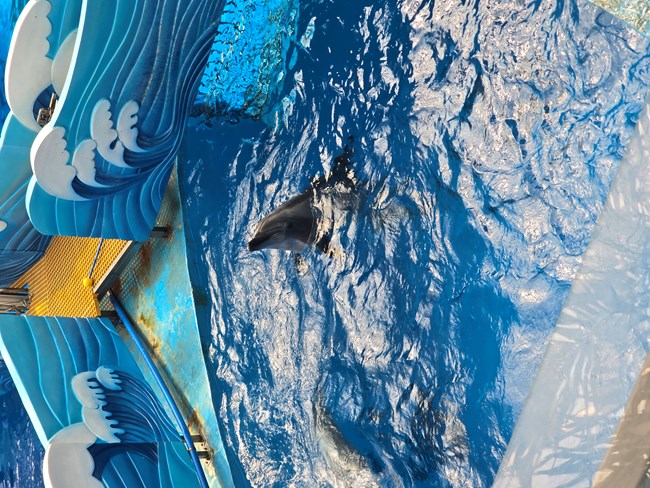 【海洋公园活动回顾帖子】1