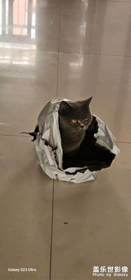 【永恒瞬间】+猫咪的快乐，你不懂！