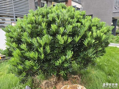 随手拍