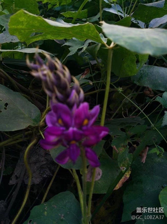 【三星超视觉夜拍】山花