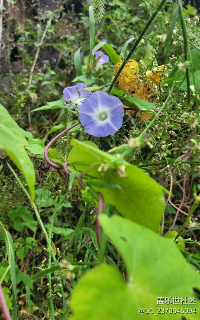 【最美秋色醉人心】牵牛花
