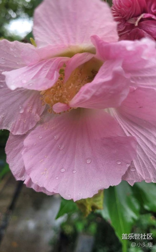 【最美秋色醉人心】木芙蓉