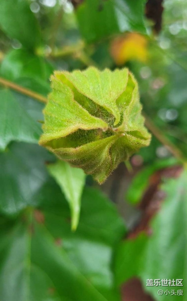 【最美秋色醉人心】木芙蓉