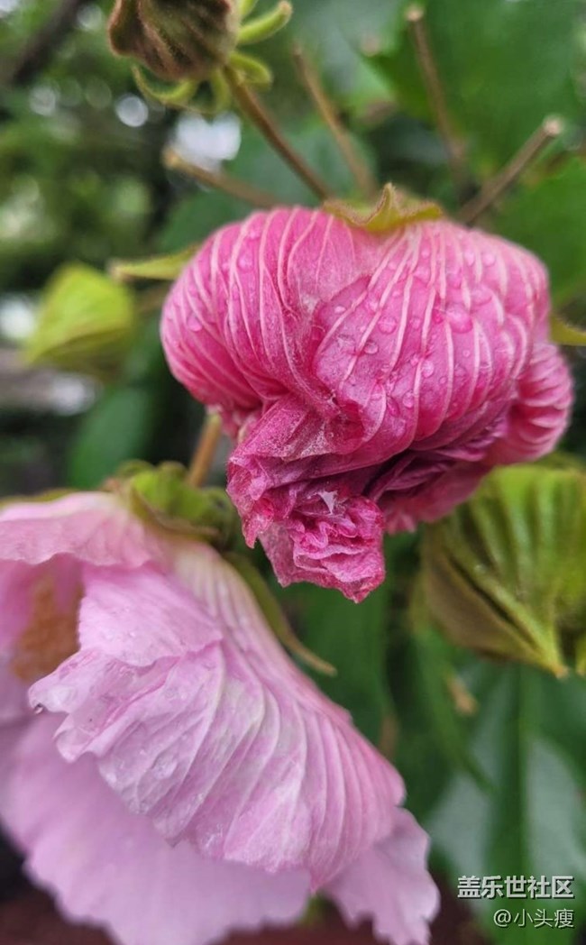 【最美秋色醉人心】木芙蓉