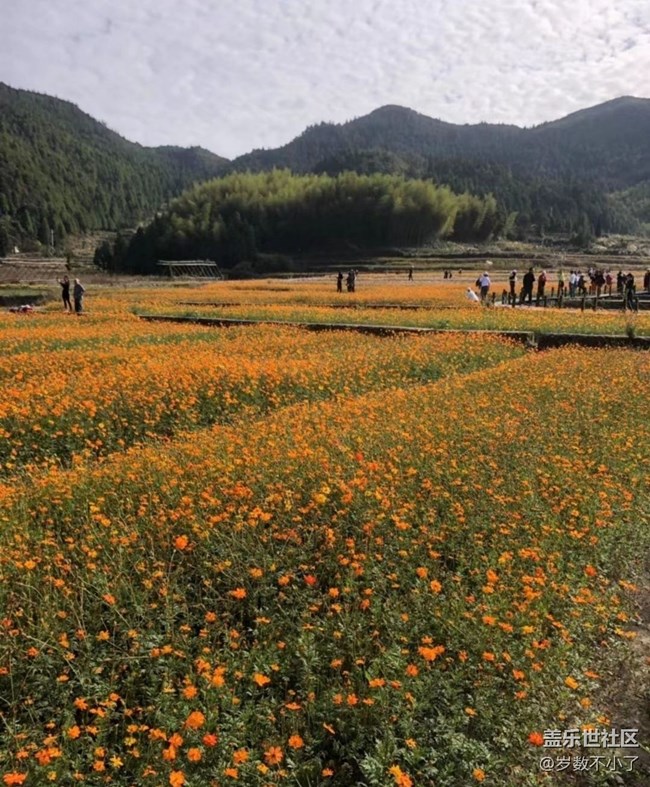 【家乡风情】家乡花圃