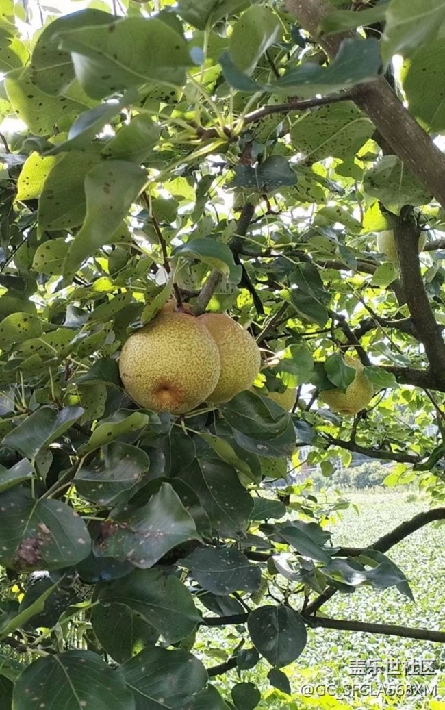 【与国同庆】梨子