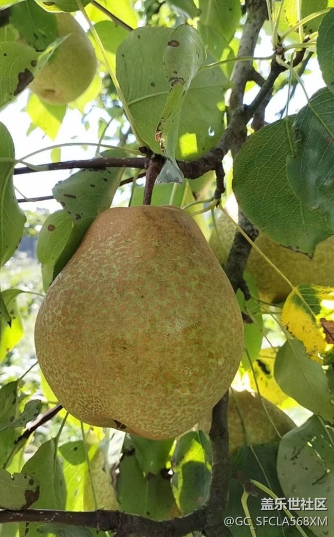 【与国同庆】梨子