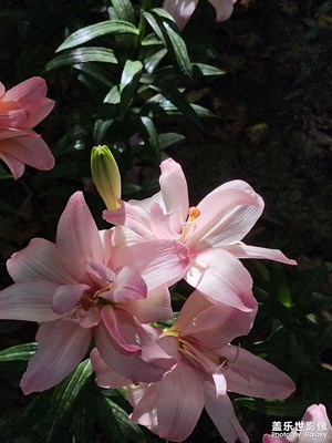 【快乐假日】怒放的百合花