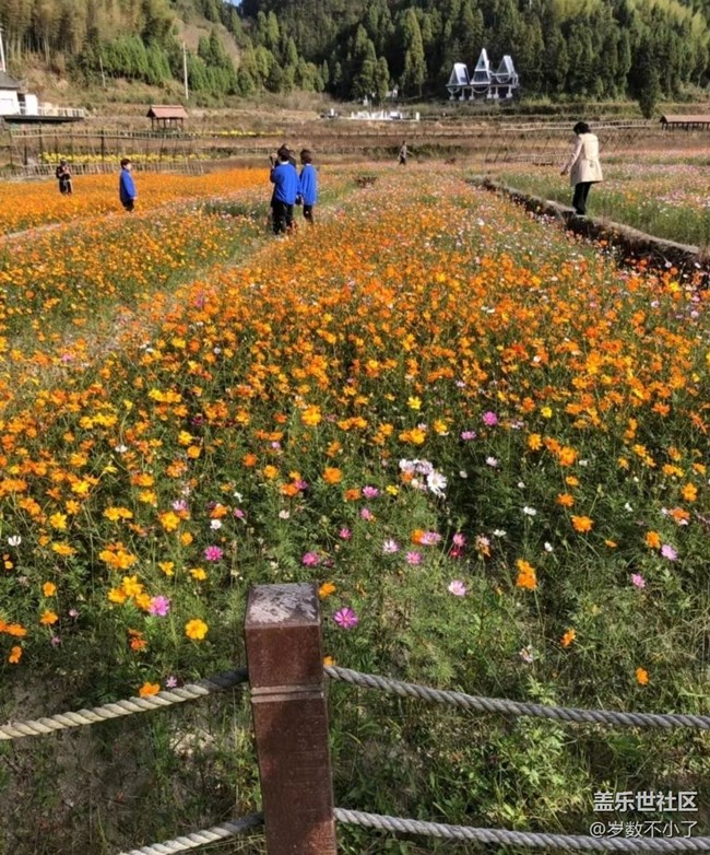 【家乡风情】家乡花圃
