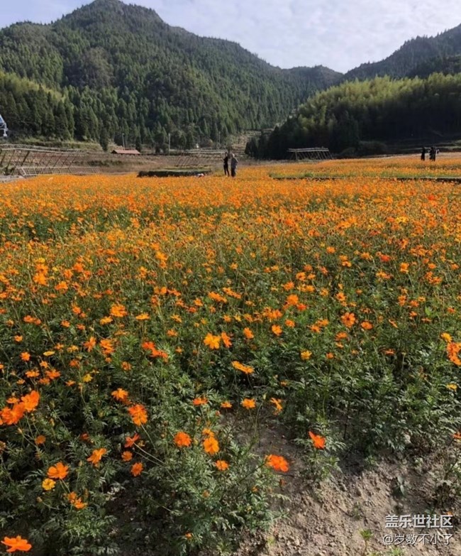 【家乡风情】家乡花圃