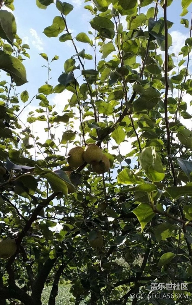 【与国同庆】梨子