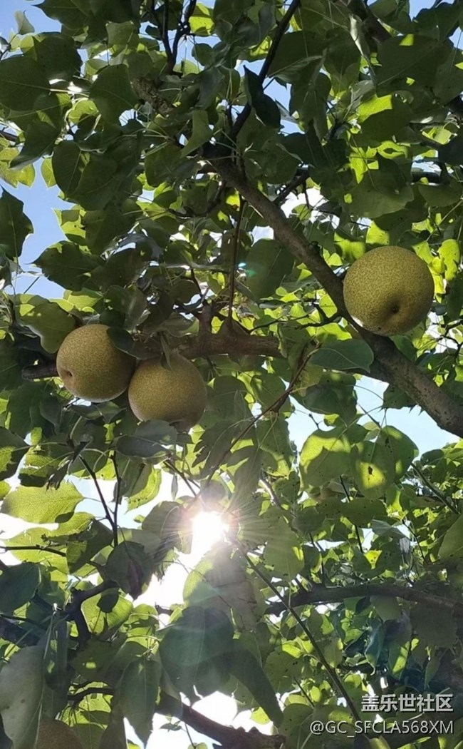 【与国同庆】梨子