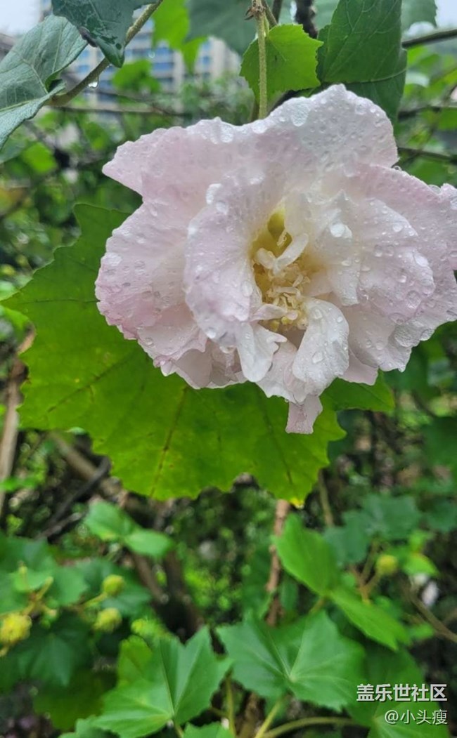 【最美秋色醉人心】木芙蓉