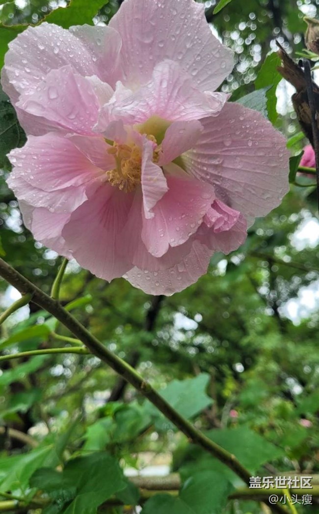 【最美秋色醉人心】木芙蓉