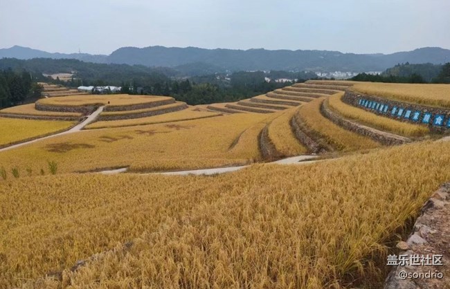 【与国同庆】黄金稻田