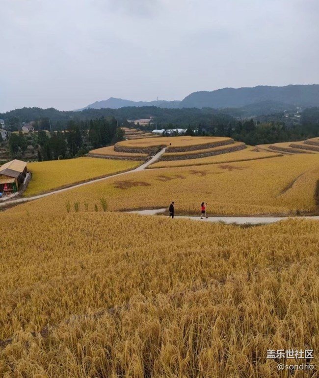 【与国同庆】黄金稻田